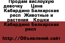 Продам вислоухую девочку . › Цена ­ 3 000 - Кабардино-Балкарская респ. Животные и растения » Кошки   . Кабардино-Балкарская респ.
